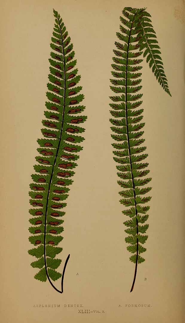 Asplenium formosum