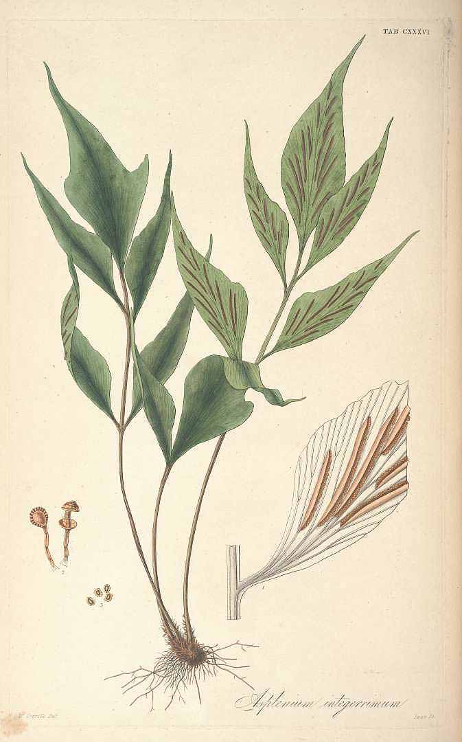 Asplenium juglandifolium