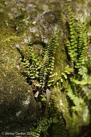 Asplenium platyneuron