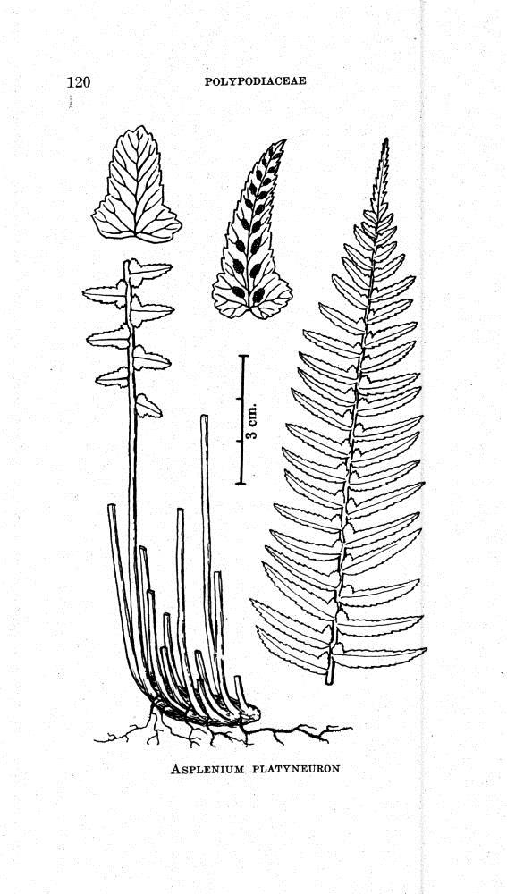 Asplenium platyneuron