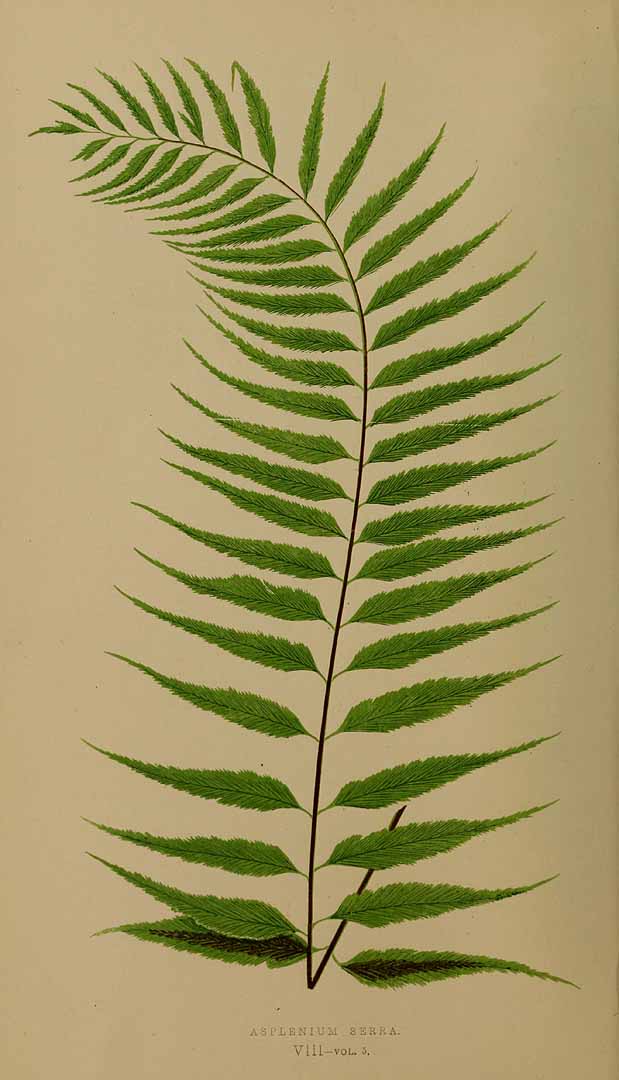 Asplenium serra