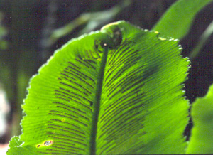 Asplenium serratum