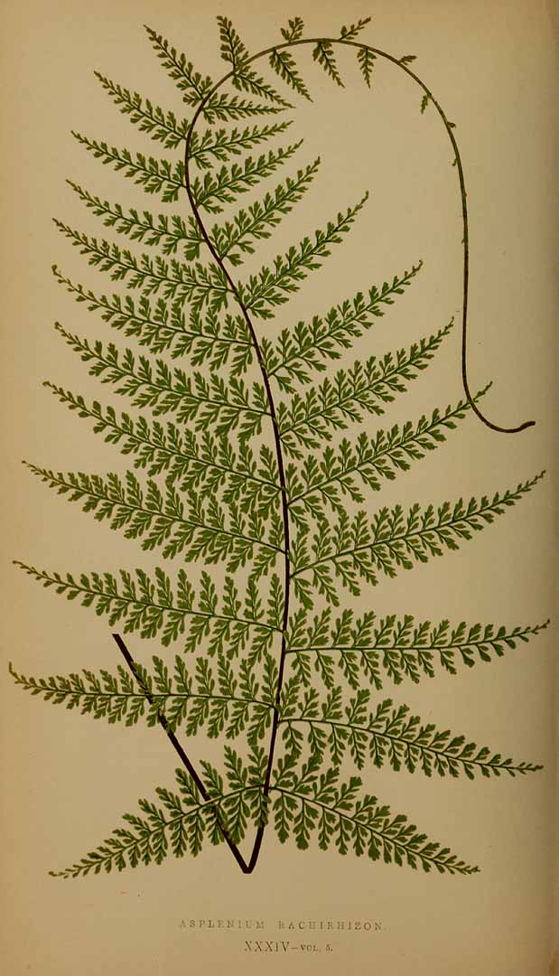 Asplenium uniseriale