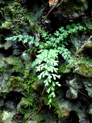 Asplenium verecundum