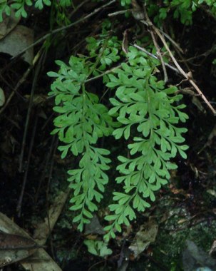 Asplenium verecundum