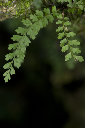 Asplenium x biscaynianum