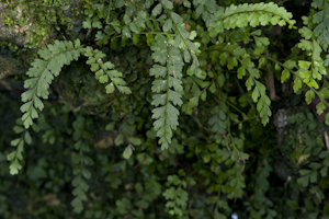 Asplenium x biscaynianum