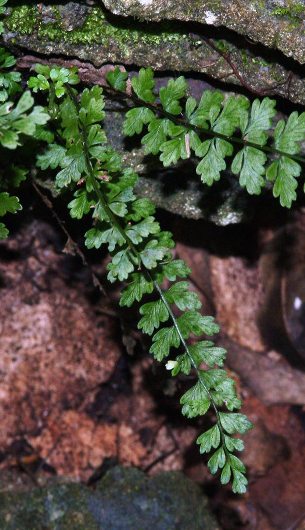 Asplenium x biscaynianum