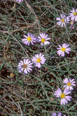 Symphyotrichum adnatum