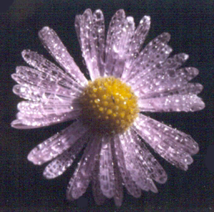 Symphyotrichum tenuifolium