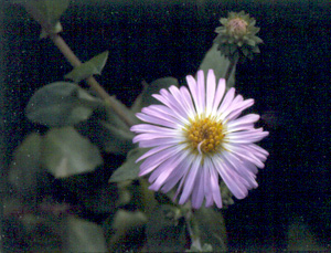 Symphyotrichum carolinianum