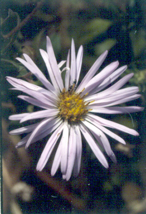 Symphyotrichum carolinianum