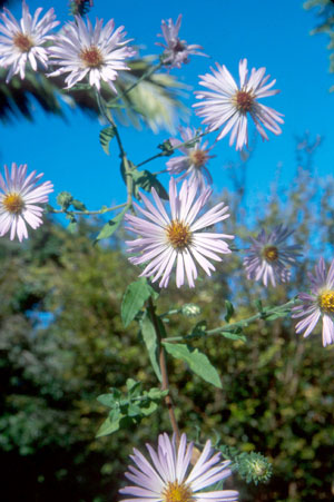 Symphyotrichum carolinianum