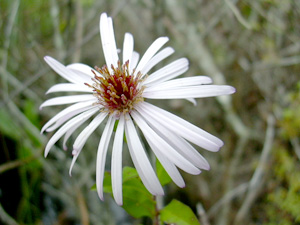 Symphyotrichum carolinianum