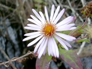 Symphyotrichum carolinianum