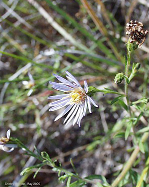 Symphyotrichum concolor