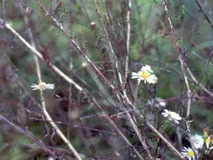 Symphyotrichum dumosum