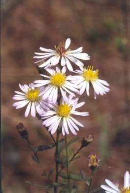 Symphyotrichum dumosum