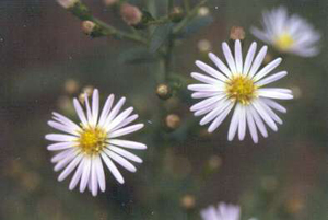 Symphyotrichum dumosum