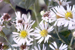 Symphyotrichum elliottii