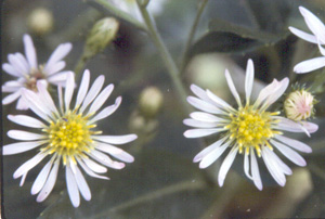 Symphyotrichum elliottii