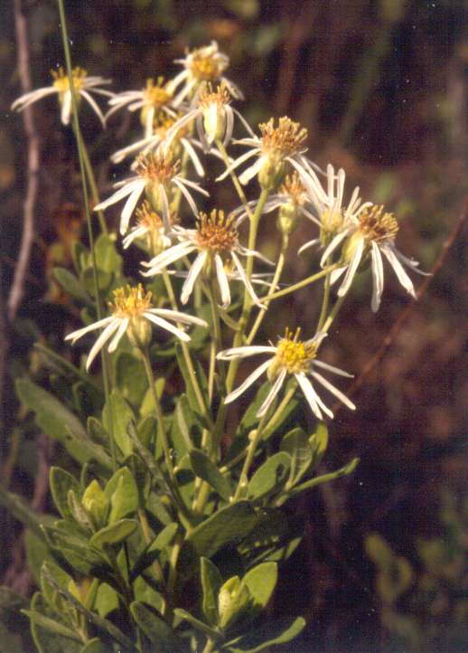 Oclemena reticulata