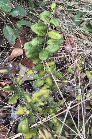 Atalantia buxifolia