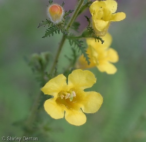 Aureolaria pedicularia