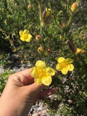 Aureolaria pedicularia