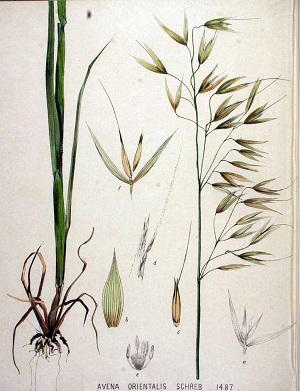 Avena sativa