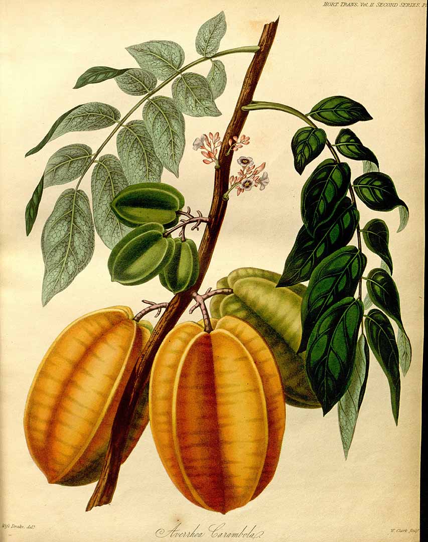 Averrhoa carambola