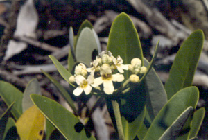 Avicennia germinans