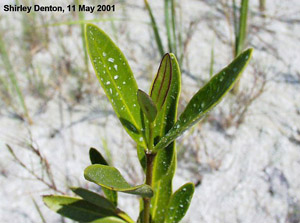 Avicennia germinans