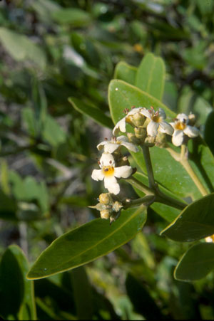 Avicennia germinans