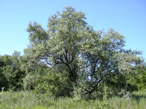 Avicennia germinans