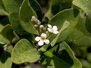 Avicennia germinans