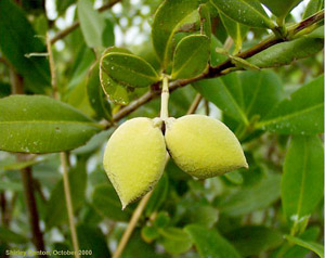 Avicennia germinans