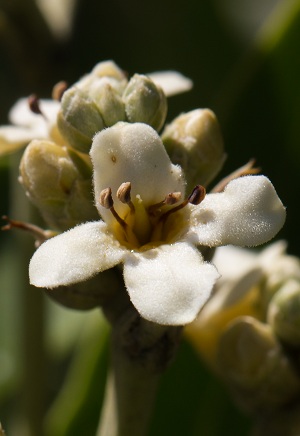 Avicennia germinans