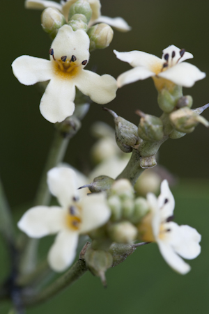 Avicennia germinans