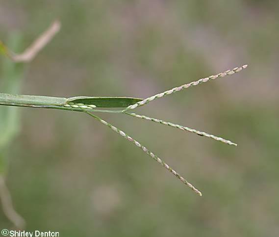 Axonopus furcatus