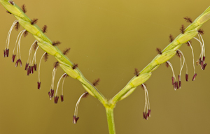 Axonopus furcatus