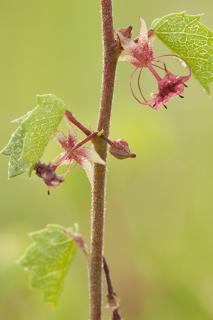 Ayenia euphrasiifolia