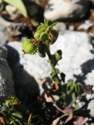 Ayenia insulicola