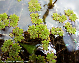 Azolla caroliniana