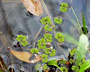 Azolla caroliniana