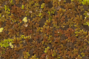 Azolla caroliniana