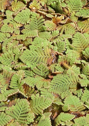 Azolla pinnata