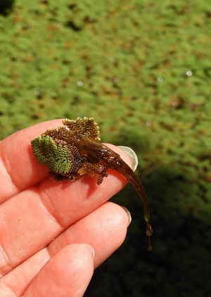 Azolla pinnata