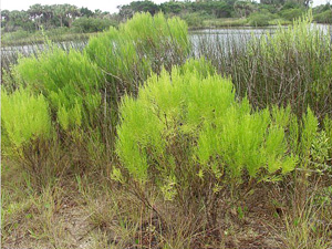 Baccharis angustifolia