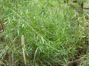 Baccharis angustifolia